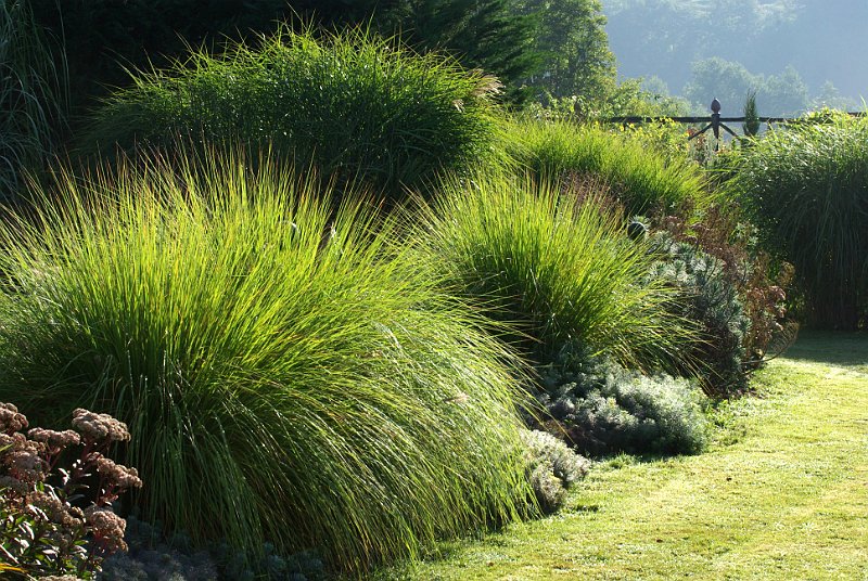 graminees au jardin contemporain